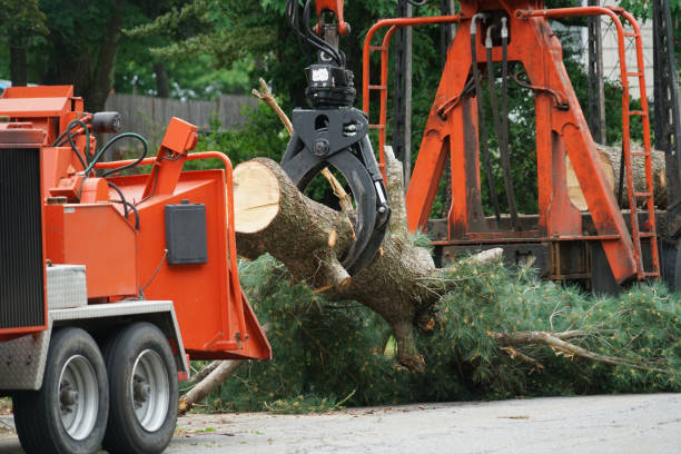 How Our Tree Care Process Works  in  North Lakeville, MA